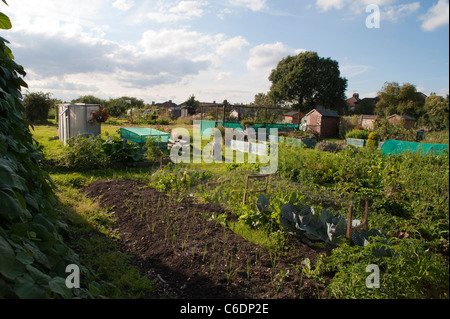 General overview of an allotment on a sunny summer evening in August with several patches and crops. Stock Photo