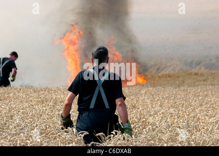Firefighters tackle a cornfield fire in Essex UK Stock Photo