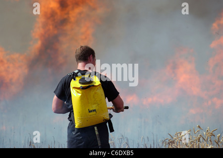 Firefighters tackles a large cornfield fire in Essex Stock Photo