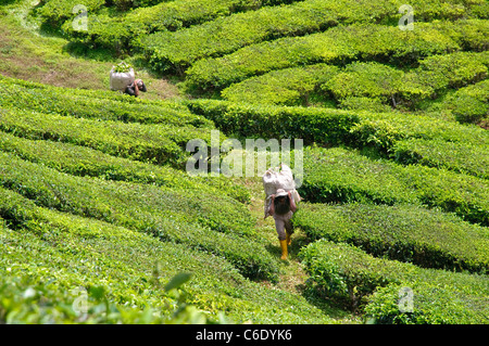 Workers in a tea plantation, Cameron Highlands, Malaysia, Southeast Asia, Asia Stock Photo