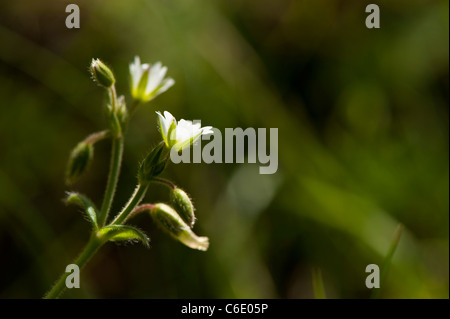 Common Mouse-ear, Cerastium fontanum, in flower Stock Photo