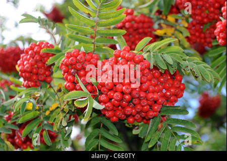 Rowan Tree Berries Uk Stock Photo