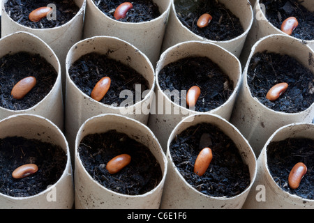 Sowing climbing french bean seeds variety Blauhilde in cardboard toilet roll holders Stock Photo