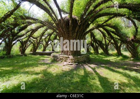 Auerworld Palace, the world's largest living structure made of willow rods, architect Marcel Kalberer, Auerstedt, Germany Stock Photo