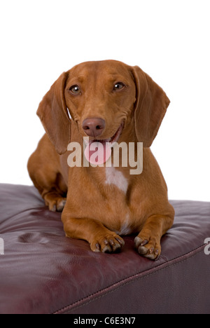 Sweet red Dachshund resting on a burgundy leather chair against a 255 white background. Stock Photo