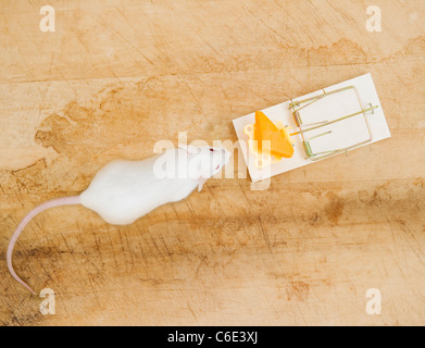 Studio shot of white mouse and mouse trap Stock Photo