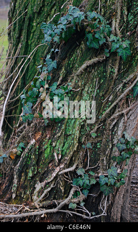 English Ivy (Hedera helix) Vines climbing and taking root on tree trunk of Sycamore Maple (Acer pseudoplatanus L.) Stock Photo