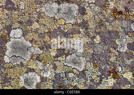 Surface of the granite rocks covered with lichen Stock Photo