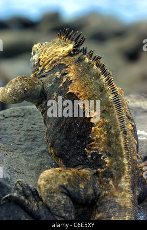 Marine iguana shedding its skin. Stock Photo