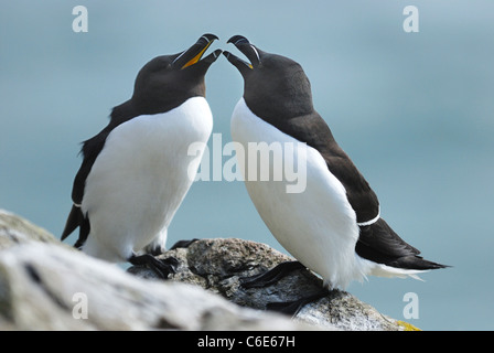 A pair of Razorbills (Alca torda) courting on the cliffs of Skomer Island, Pembrokeshire, Wales, UK. May 2011. Stock Photo