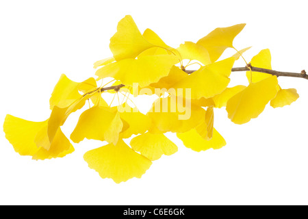 Ginkgo branch in autumn Stock Photo