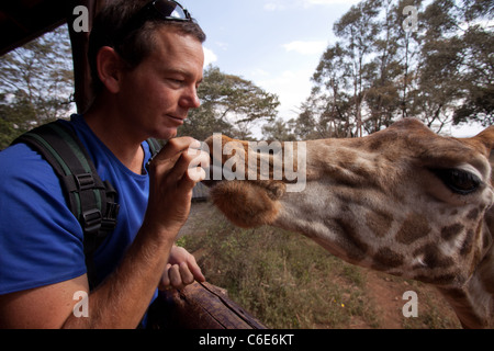 Man feeding  Rothschild Giraffe at Giraffe Center in Nairobi, Kenya, Africa