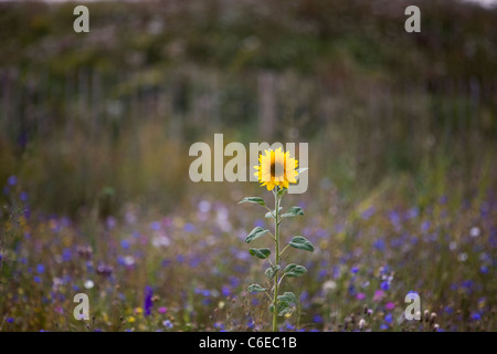 A sunflower growing in a meadow of wildflowers Stock Photo