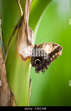 An Owl butterfly, Caligo Memnon on a plant, side view Stock Photo