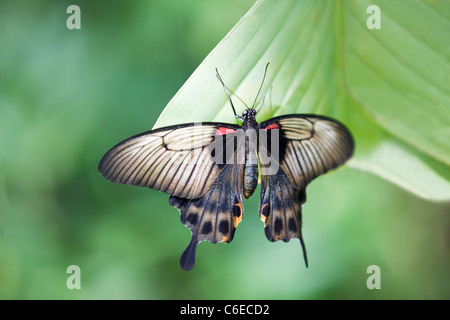 A Great Mormon Swallowtail butterfly on a leaf, Papilio Memnon Stock Photo
