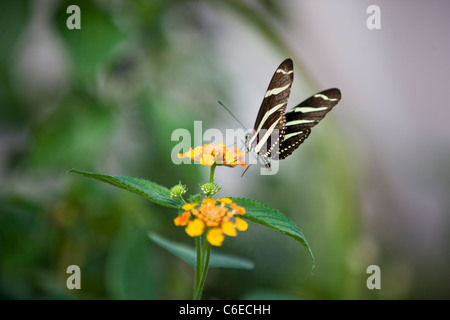 A Zebra Longwing butterfly on an orange flower, Heliconius charitonia Stock Photo