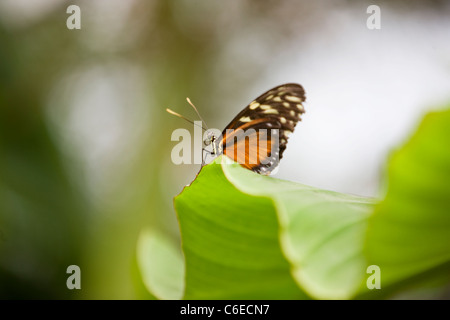 A Golden Helicon butterfly on a leaf, Heliconius hecale Stock Photo