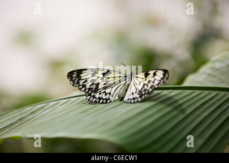 A Malabar Tree Nymph butterfly,  Idea malabarica on a leaf Stock Photo