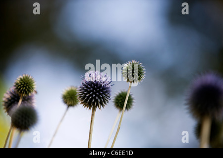 Purple globe thistles Stock Photo