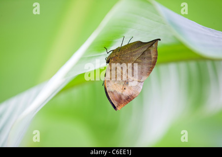 An Orange Oakleaf or Dead Leaf butterfly on a leaf, Kallima inachus Stock Photo
