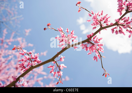 USA, New Jersey, Eastern Redbud Tree Stock Photo