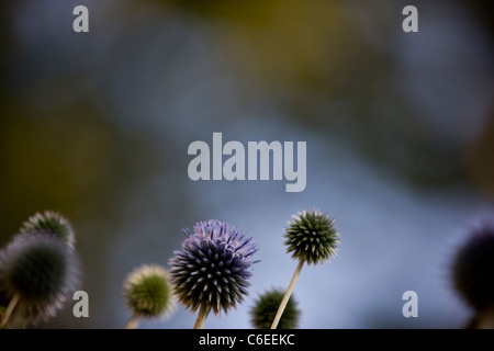 Purple globe thistles Stock Photo