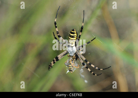 Wasp spider - Orbweb-spider (Argiope bruennichi) immobilising a wasp by wrapping it in silk in its web Stock Photo