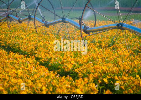 USA, Oregon, Marion County, Wheel Line watering flowers Stock Photo