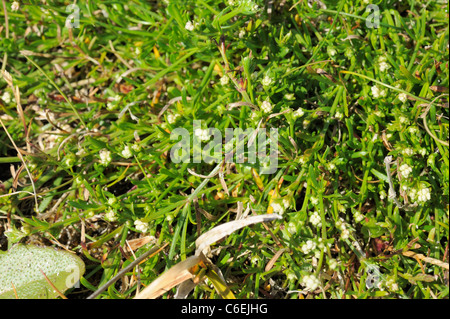 Squinancywort, asperula cynanchica Stock Photo