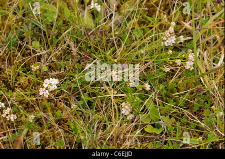 Squinancywort, asperula cynanchica Stock Photo