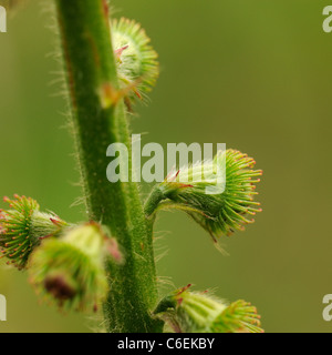 Agrimony, fruit, agrimonia eupatoria Stock Photo