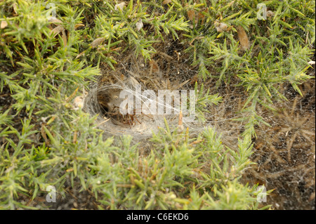 Labyrinth Spider or Funnel web spider, agelena labyrinthica Stock Photo