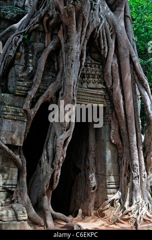 Ta Som temple complex dedicated to Dharanindravarman II near siem reap cambodia ruins ruined strangler fig roots covering gopura Stock Photo