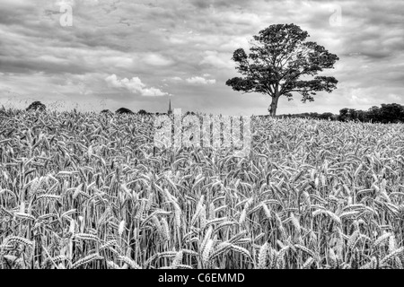 Farmers field of wheat in Louth, Lincolnshire, England. Lone tree on land HDR tonemapped to add drama to image Stock Photo