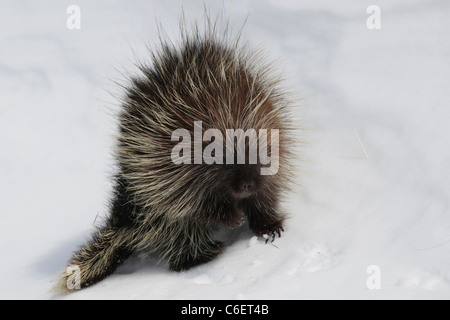 Porcupine, North American Stock Photo