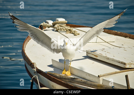 Croatian seagull flying away from old boat Stock Photo