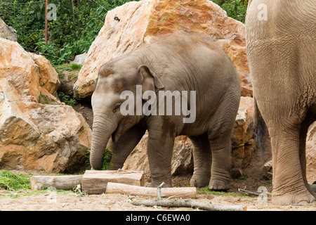 Baby elephant eating grass at Chester Zoo. Stock Photo