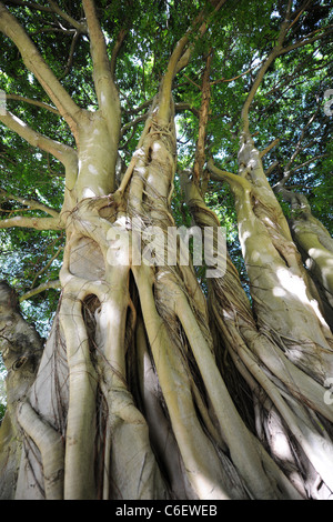 Ficus craterostoma (Bosvy Forest Fig), Kristenbosch National Botanical Garden, Cape Town, Western Cape, South Africa Stock Photo