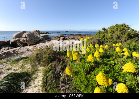 beach and coastal view with flowering succulent, Boulders, Table Mountain National Park, Western Cape, South Africa Stock Photo