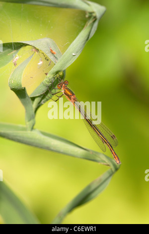Emerald damselfly (Lestes sponsa) adult insect on a Bracken plant leaf ...