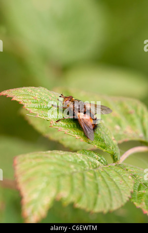 Tachinid Fly on a Leaf in the Chiriqui mountains, Panama Stock Photo ...