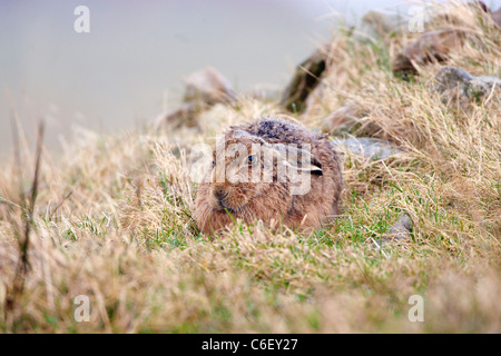 Lepus europaeus - European brown hare Stock Photo