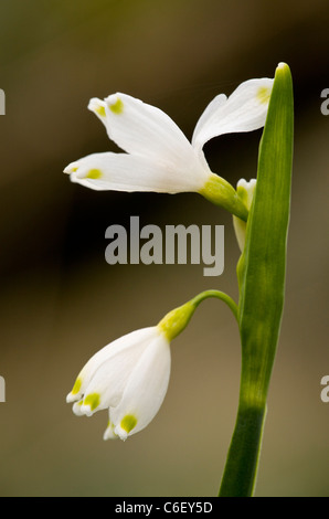 Native Summer Snowflake, Leucojum aestivum ssp. aestivum in the Piddle Valley, Dorset Stock Photo