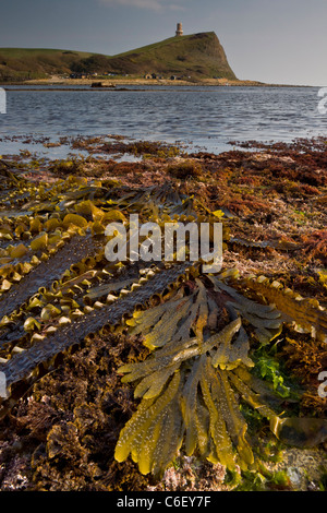 Seaweeds and rockpools at low tide, Kimmeridge Bay, Dorset Stock Photo