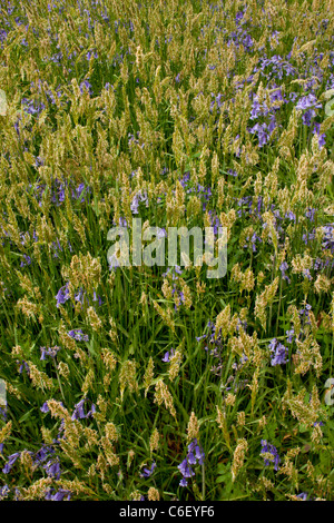 Spring woodland flora, Sweet Vernal Grass, Anthoxanthum odoratum, and Bluebells; Garston Wood (RSPB Nature Reserve) Dorset. Stock Photo