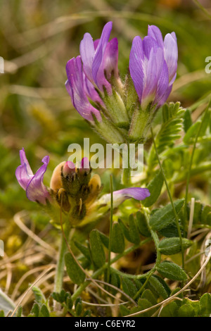Purple milk-vetch Astragalus danicus at Cranwich Camp, Norfolk; Breckland area. Stock Photo