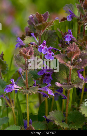Ground-ivy Glechoma hederacea in flower, spring. Norfolk. Stock Photo