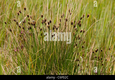 Black Bog-rush Schoenus nigricans at Market Weston Fen, Suffolk. Stock Photo