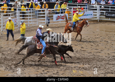 Steer wrestling on a wet and muddy afternoon at the Calgary Stampede, Alberta, Canada. Timed event in rodeo. Stock Photo