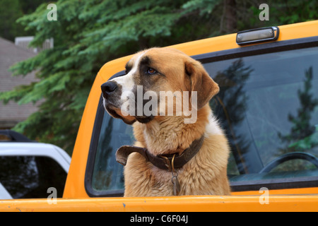 A handsome mixed breed dog waits in the back of a pickup truck for his owner to return. Stock Photo